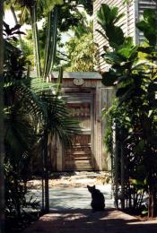 The Cat In The Courtyard,Key W